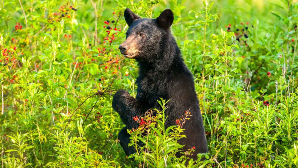 Blaine Anthony: Tips for Finding Bears without Bait